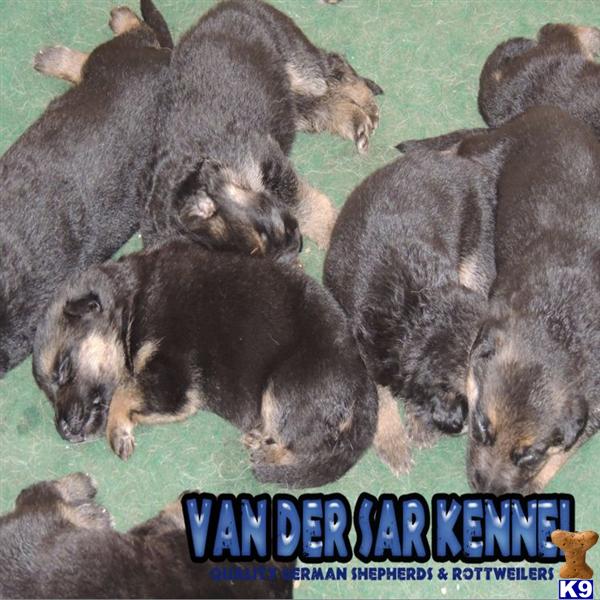 Puppies in Tampa